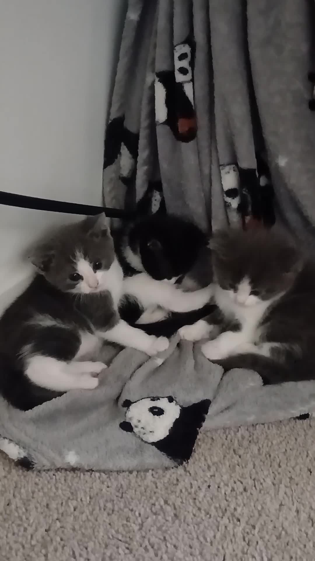Mixed Breed cats for sale: Gorgeous kittens - Video 1