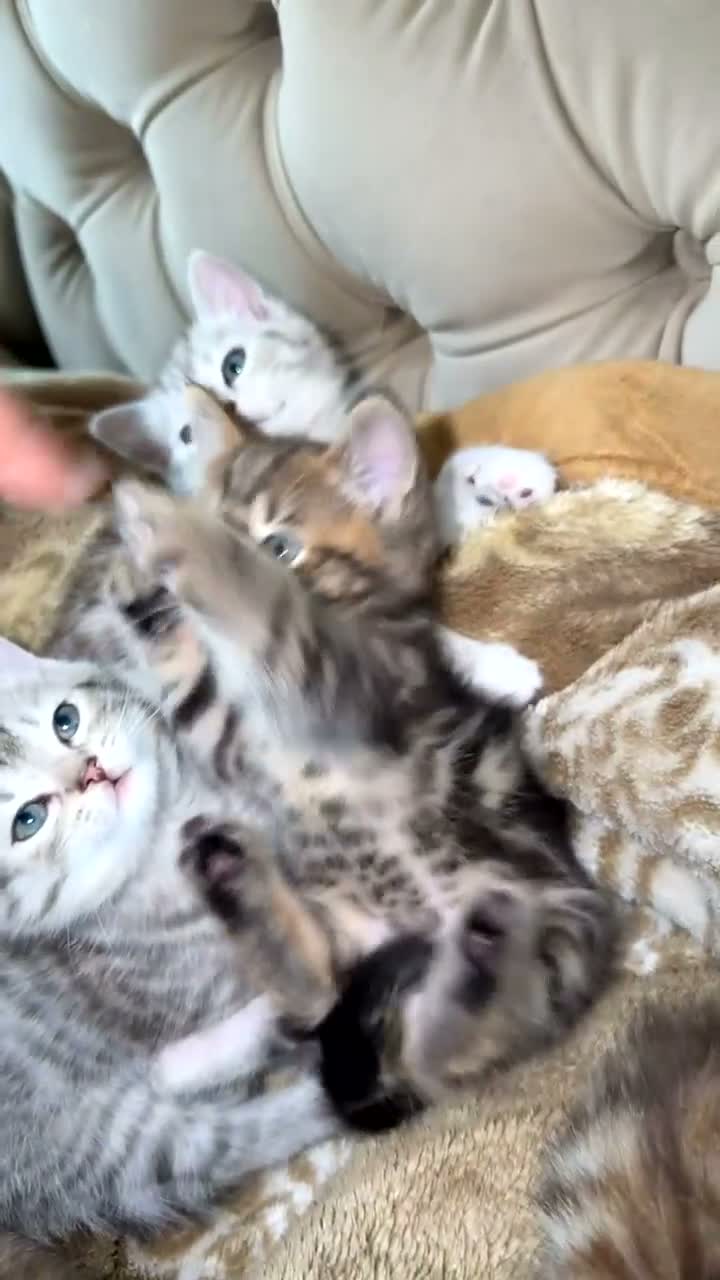 Persian cats for sale:  Beautiful Kittens Looking for Their Forever Homes in Rochdale - Video 1