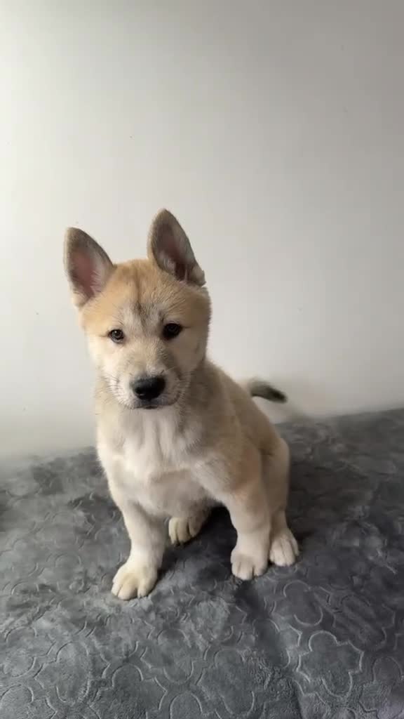 Siberian Husky dogs for sale: Siberian husky  in Dudley - Video 1