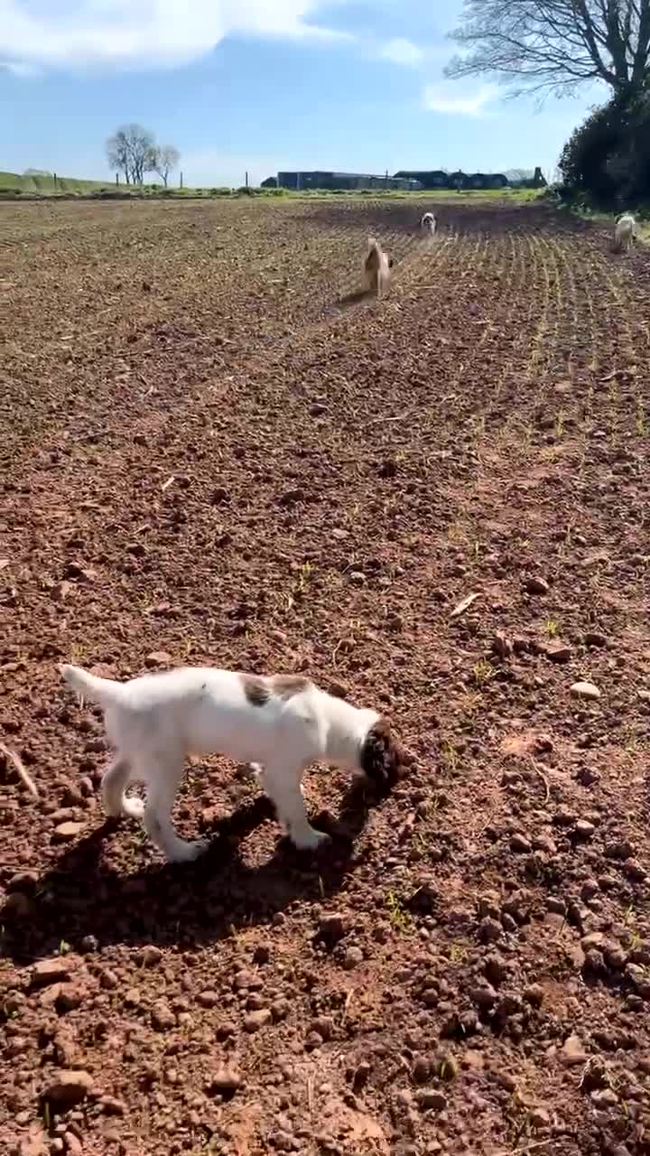 English Springer Spaniel dogs for sale: English springer spaniel  in Shrewsbury - Video 2
