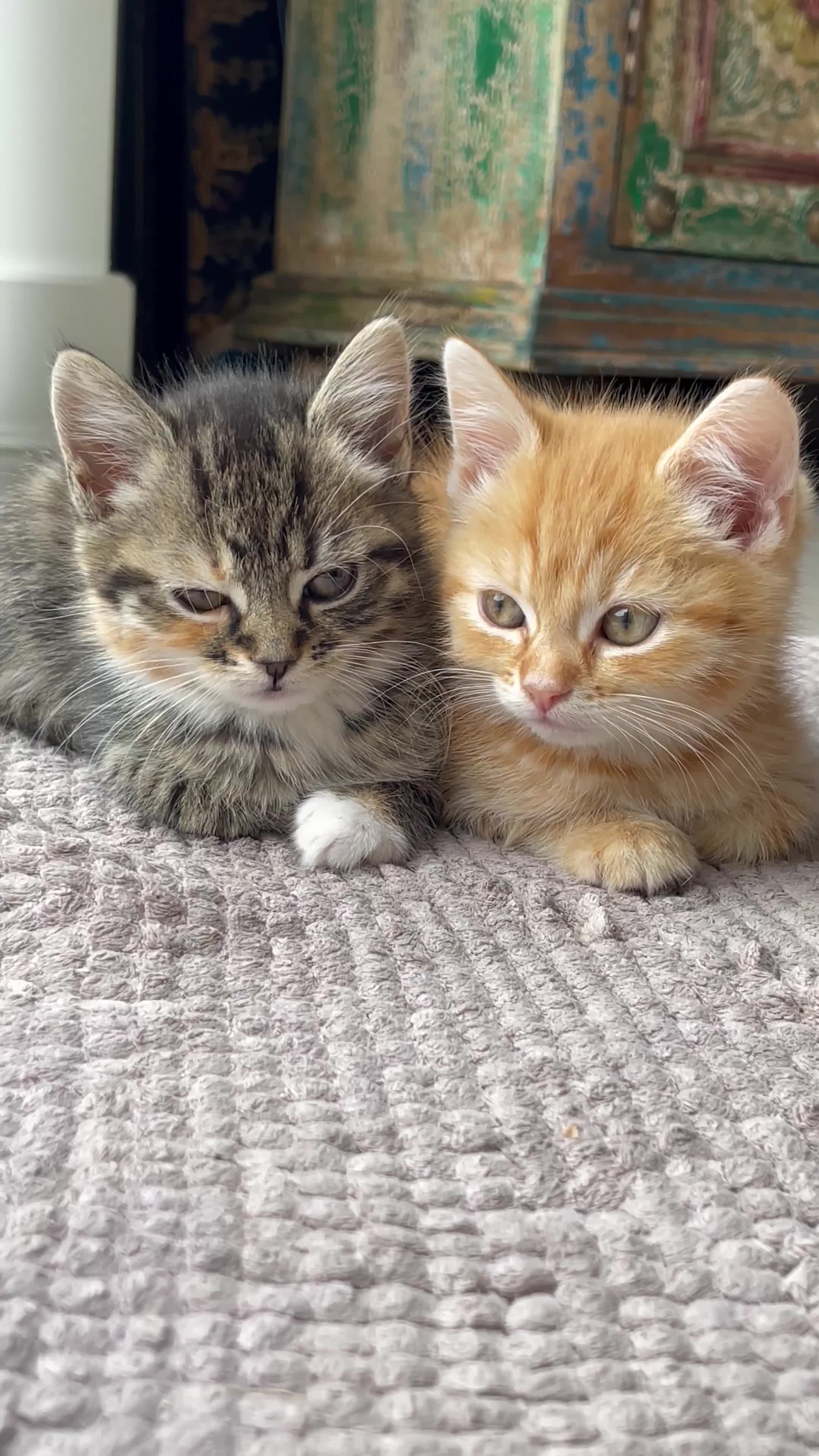 Mixed Breed cats for sale: Adorable Longhair Kittens-ready for a new home - Video 1