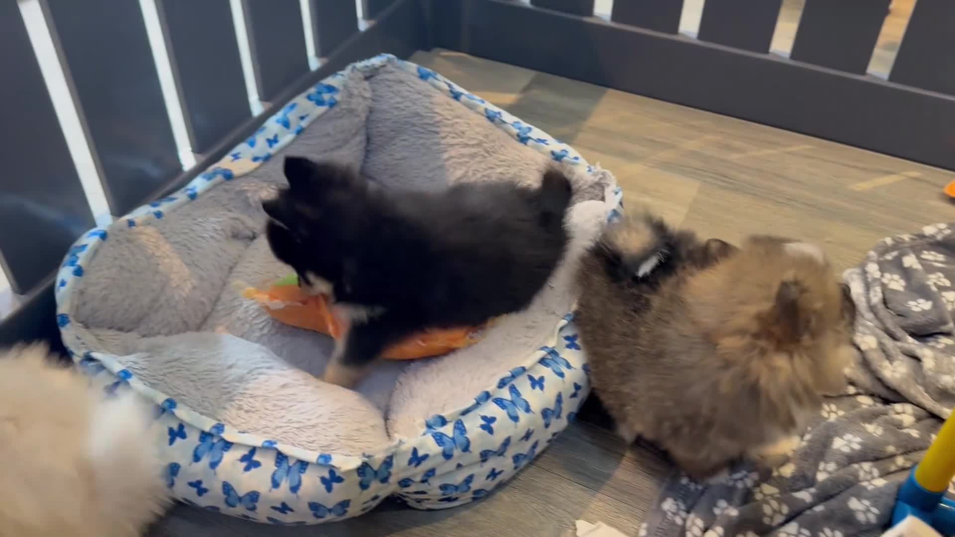 Pomsky dogs for sale: Stunning  **  Pomsky Boy - Video 2