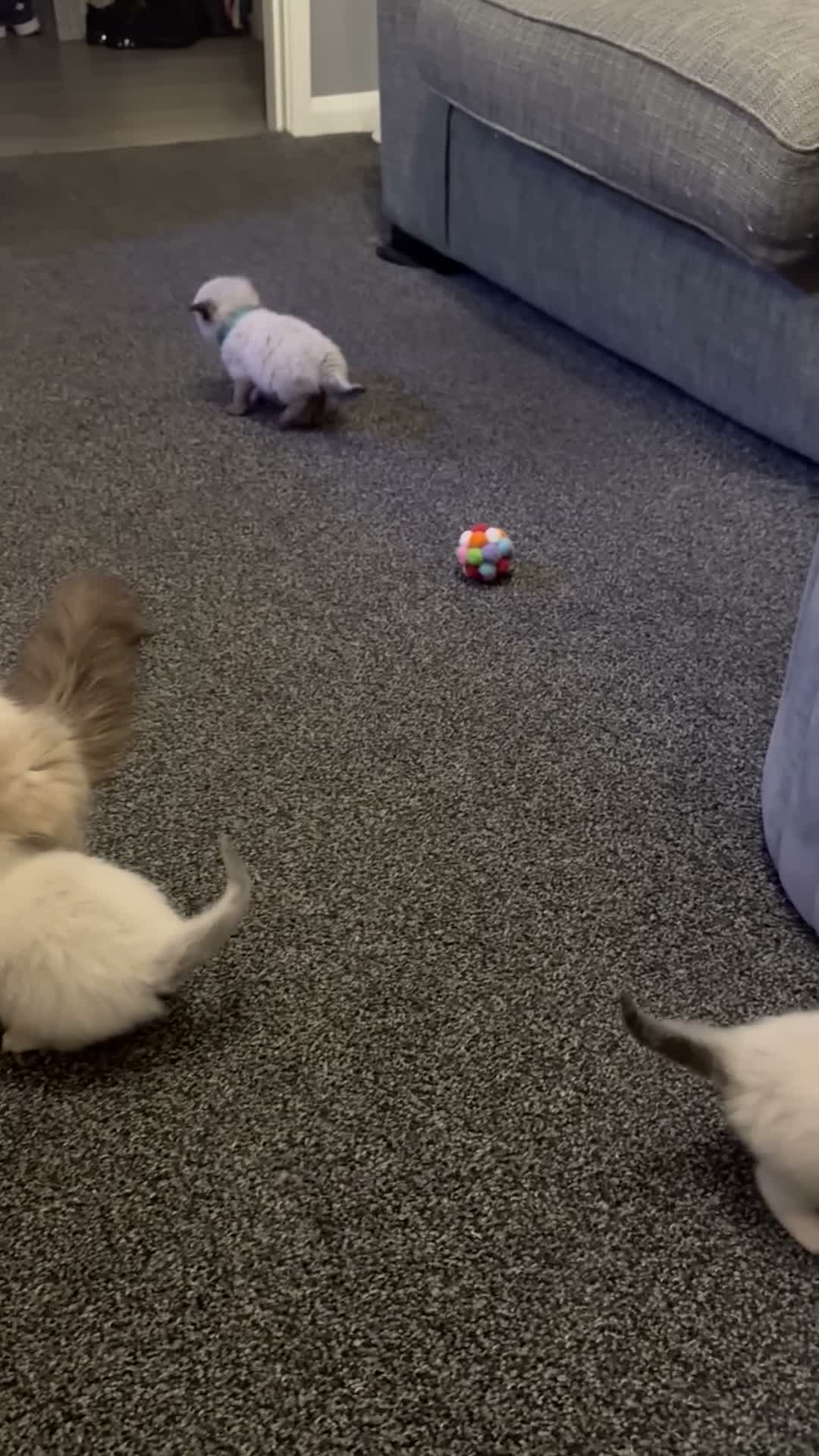 Ragdoll cats for sale: Adorable Beautiful Seal Mitted Ragdoll Kittens  - Video 1