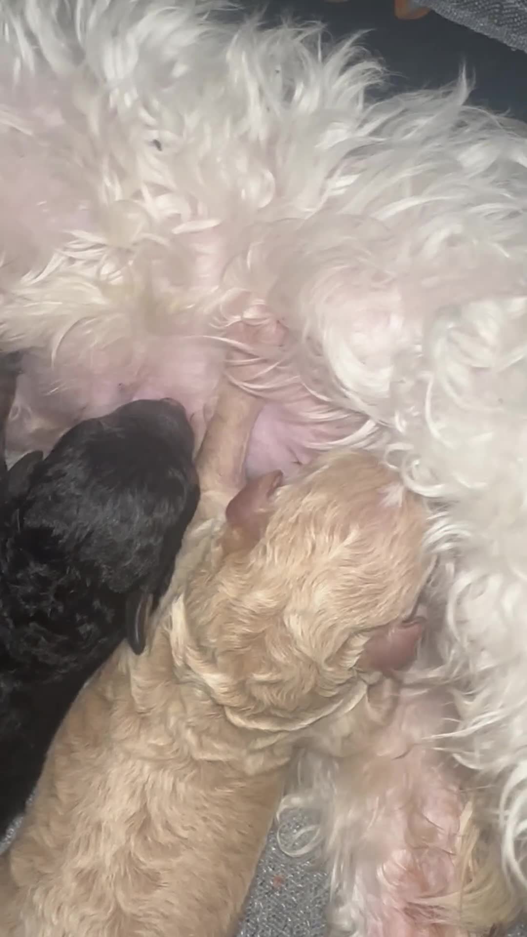 Maltipoo dogs for sale:  F1B Maltipoo Puppies Asian Line - Video 2
