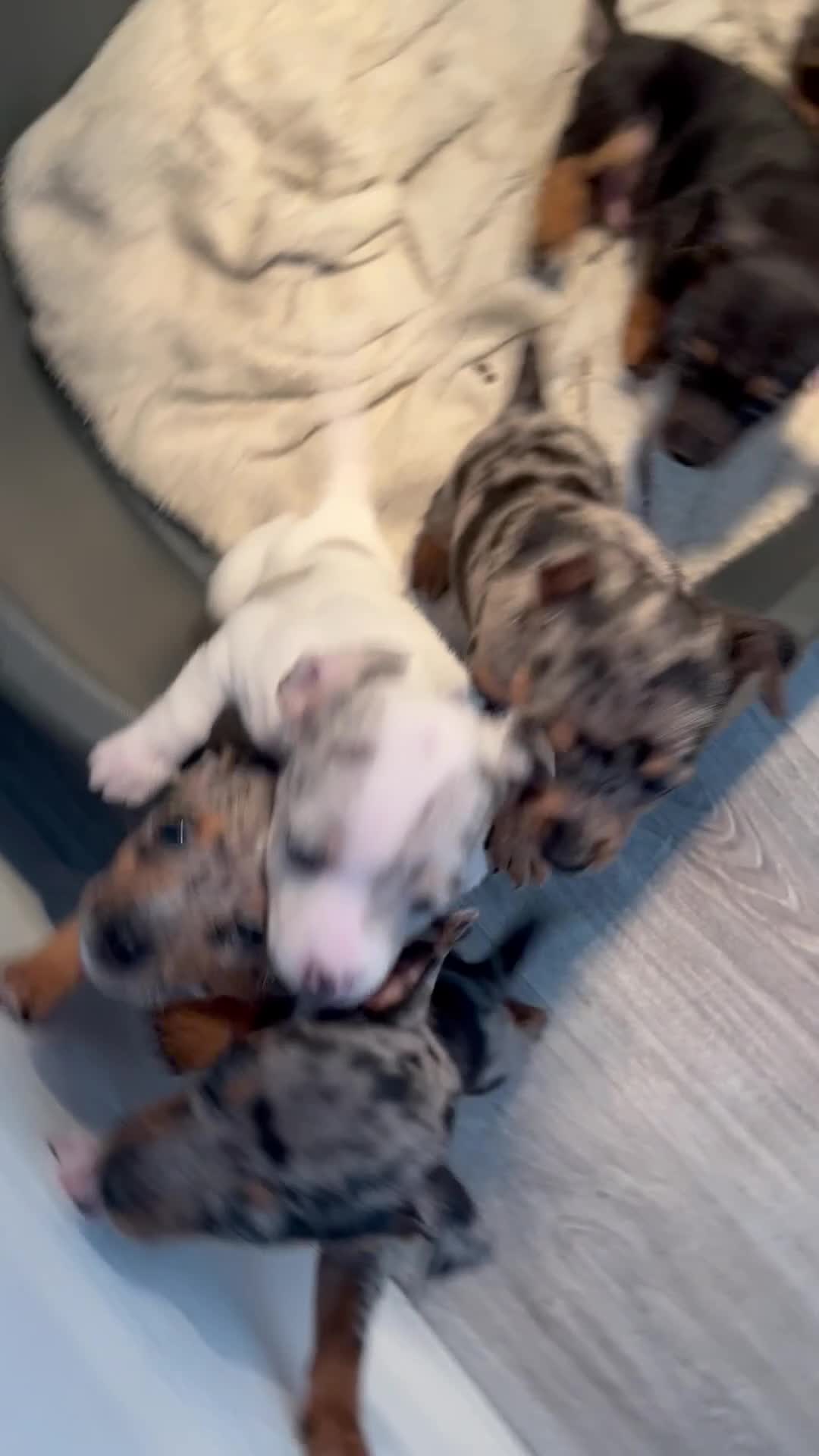 Jack Russell dogs for sale: 3 left!!! Jackrussle puppies - Video 2