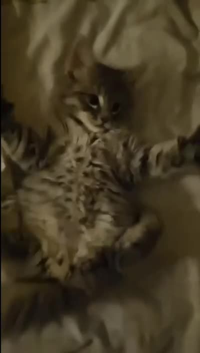 Bengal cats for sale: Elven Bengals - Video 3