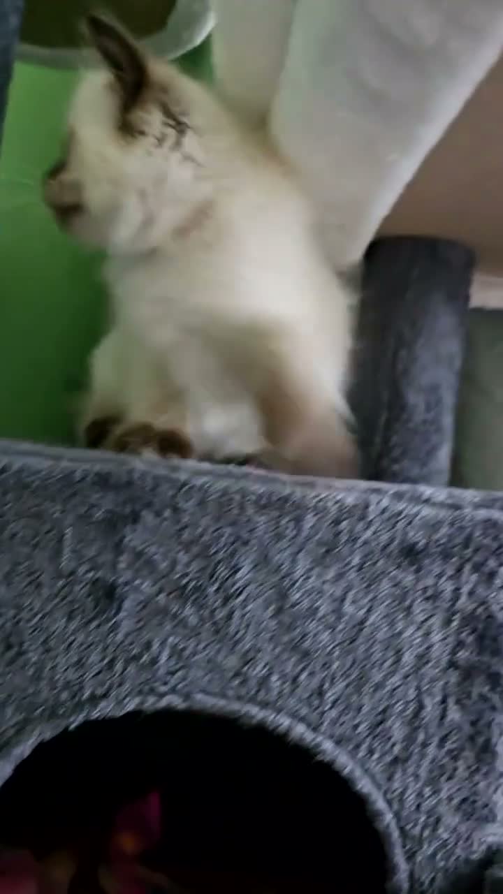 Ragdoll cats for sale: Male 9 week old seal point ragdoll in Sheffield - Video 1