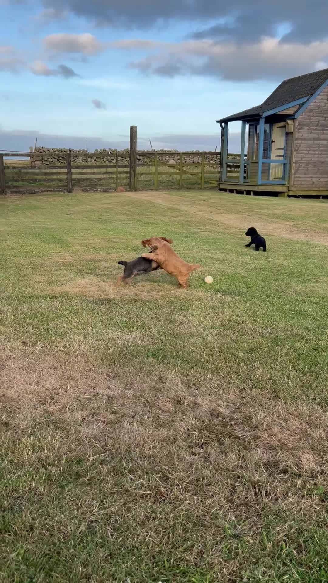 Cocker Spaniel dogs for sale: Golden Cocker Spaniel Dog  - Video 1