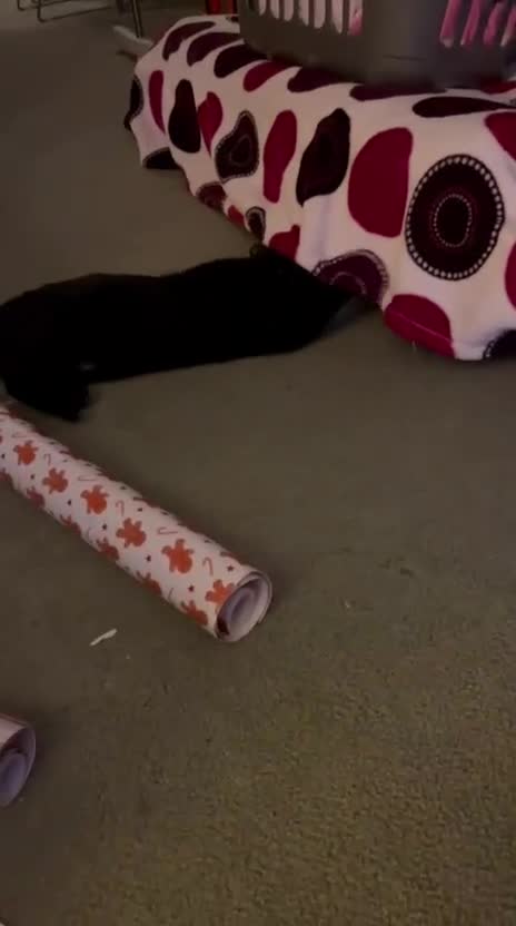 Mixed Breed cats for adoption: 1 yr rescue cat desperately needs family to love - Video 1