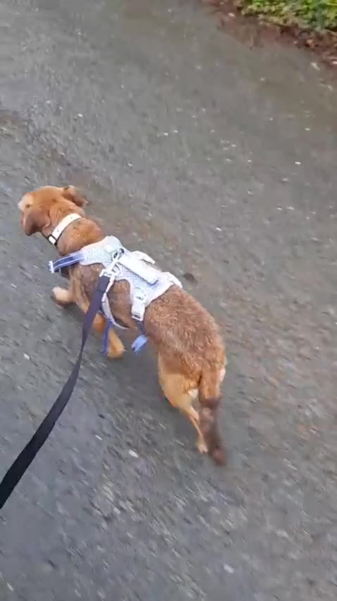 Mixed Breed dogs for adoption: ROSIE FOR ADOPTION IN CORNWALL/DEVON - Video 4