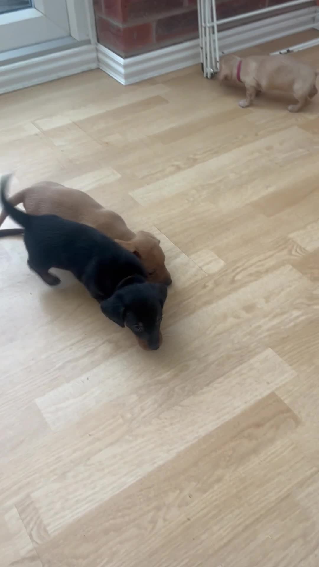 Miniature Dachshund dogs for sale: Chocolate and Tan KC Miniature Dachshund puppies - Video 3