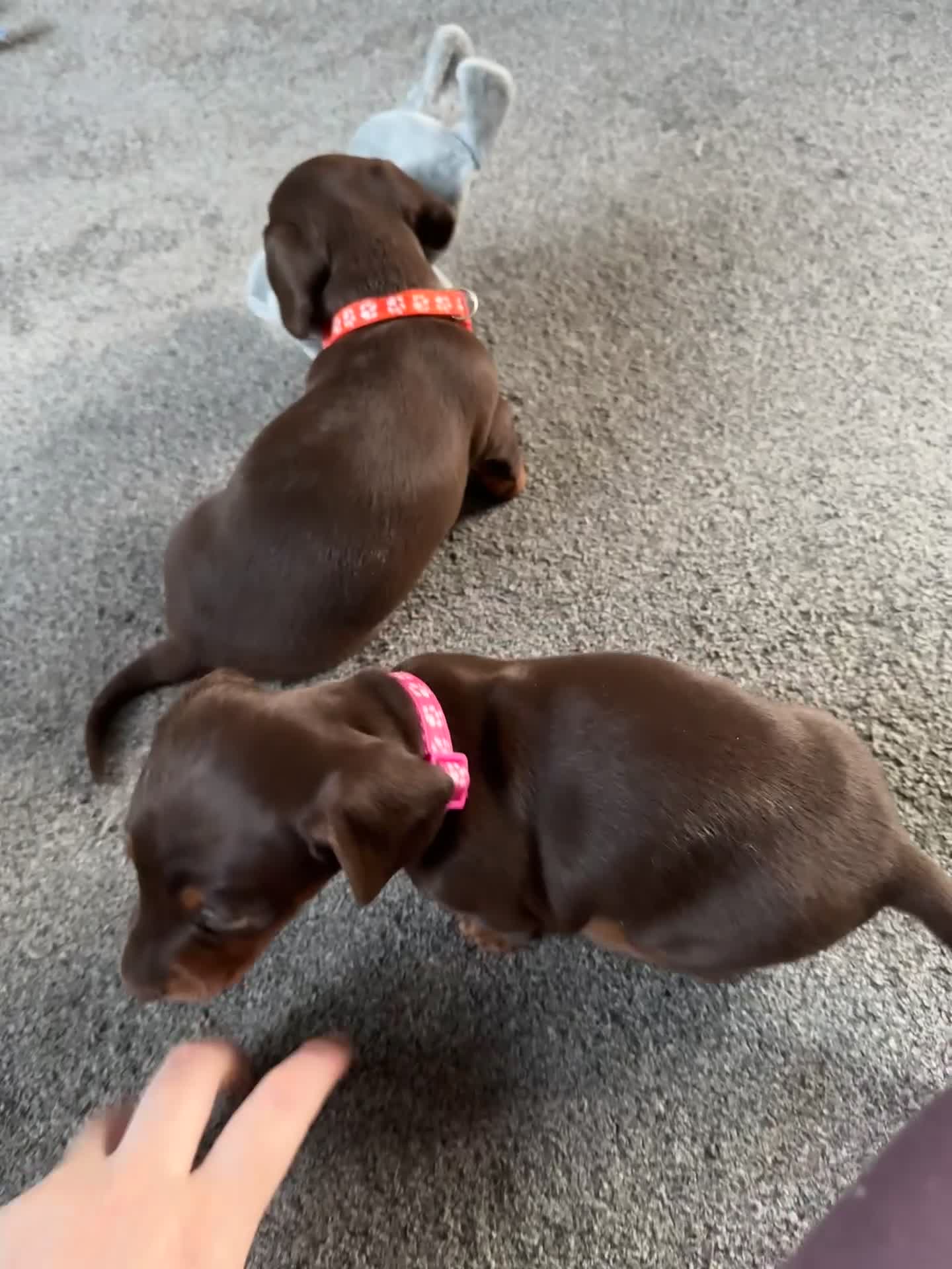 Miniature Dachshund dogs for sale: Smooth haired Miniature dachshund - Video 2