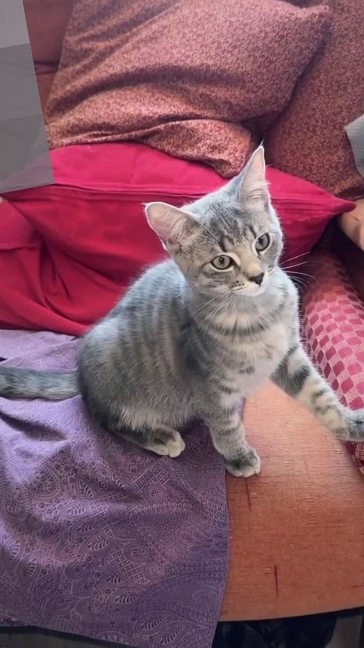 Mixed Breed cats for sale: 2 Gorgeous Grey Kittens For Sale 🐱 - Video 2