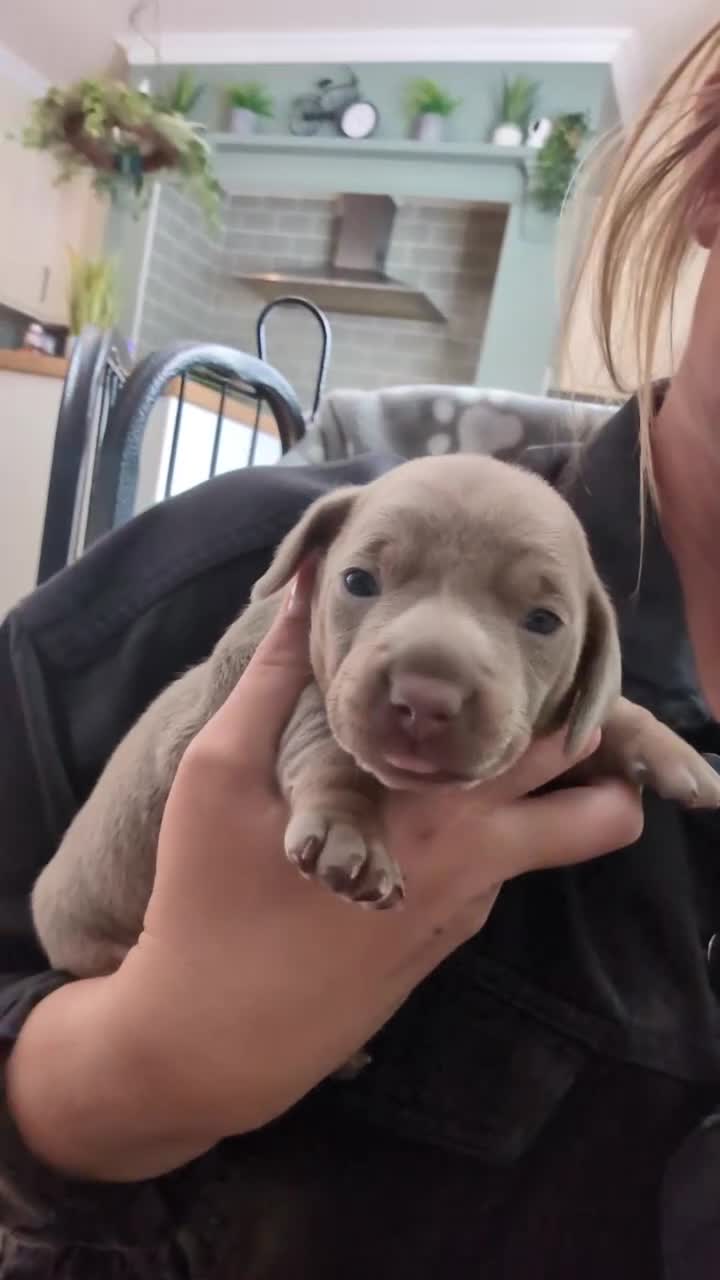 Miniature Dachshund dogs for sale: Adorable Miniature dachshund puppies - Video 1