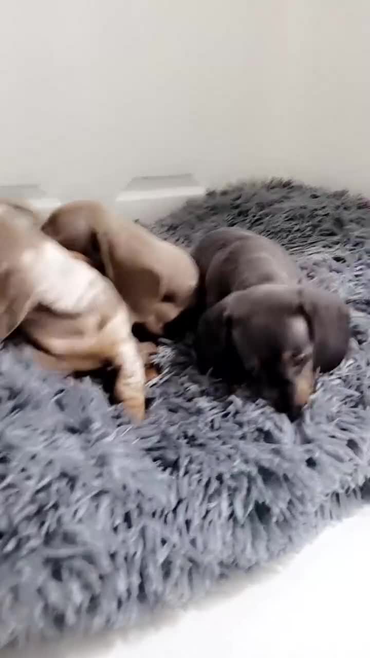 Miniature Dachshund dogs for sale: Kc Mini Dachshunds - Video 2