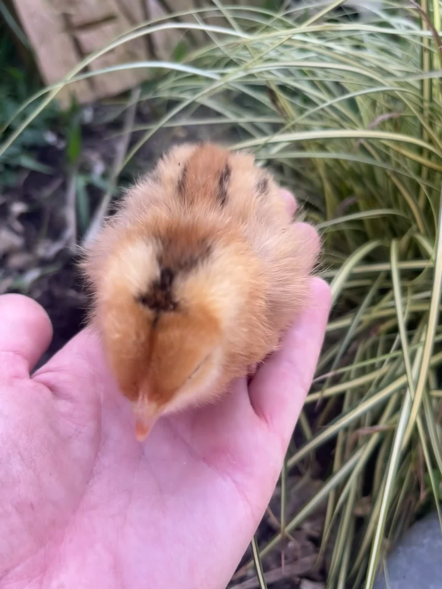 Chickens poultry for sale: Baby Chicks 100% Hens Blue Eggs - Video 1