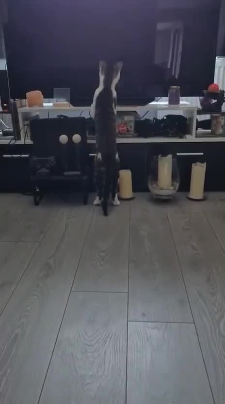 Mixed Breed cats for adoption: Young rescue tabby male looking for home in Hook - Video 2