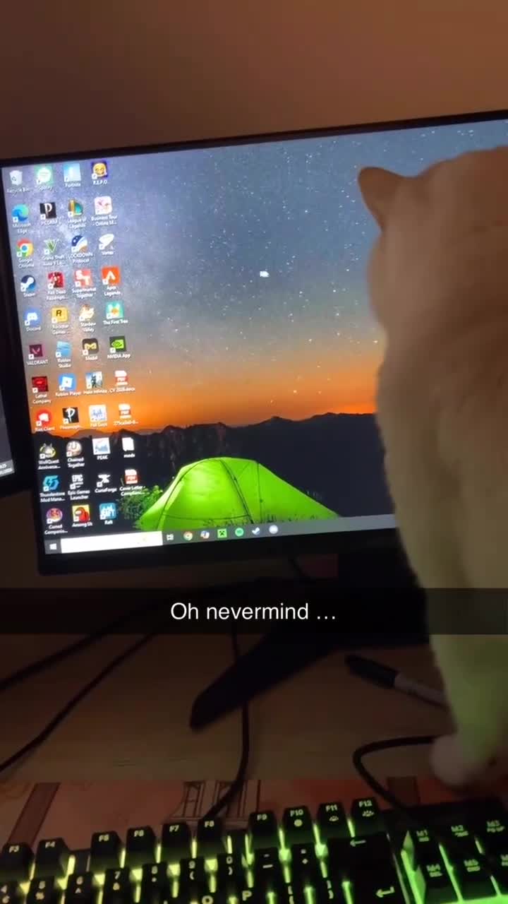 British Shorthair cats for sale: Pedigree White British Shorthair – Aspen - Video 1