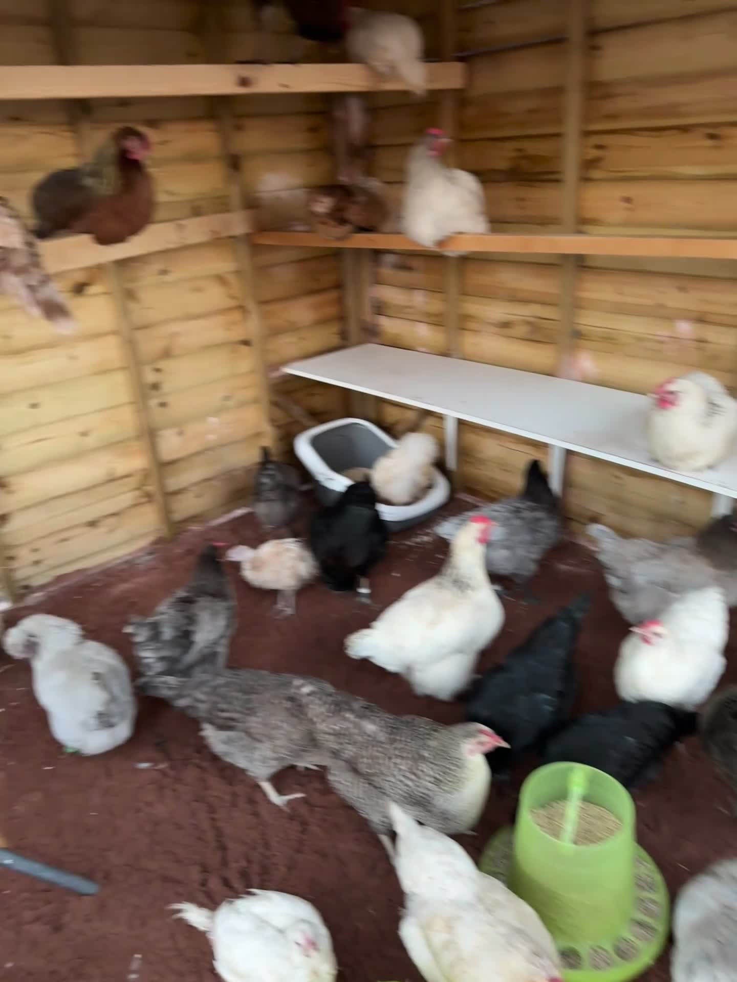Chickens poultry for sale: Mixed breed hens  - Video 1