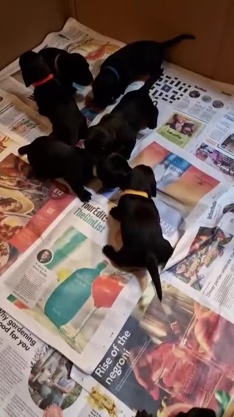Mixed Breed dogs for sale: Labrador cross Miniature Dachshund(smooth haired) in Bromyard - Video 1