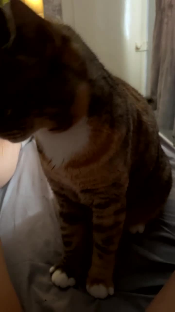 British Shorthair cats for sale: Gorgeous multicoloured British short hair - Video 1