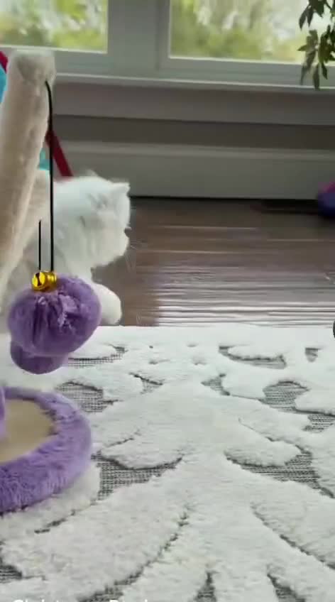 Persian cats for sale: Persian kittens  - Video 5
