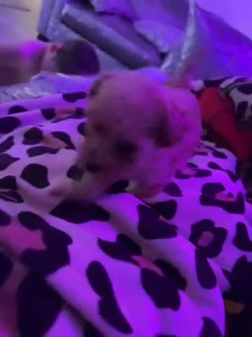 Toy Poodle dogs for sale: Super tiny toy poodle  - Video 1
