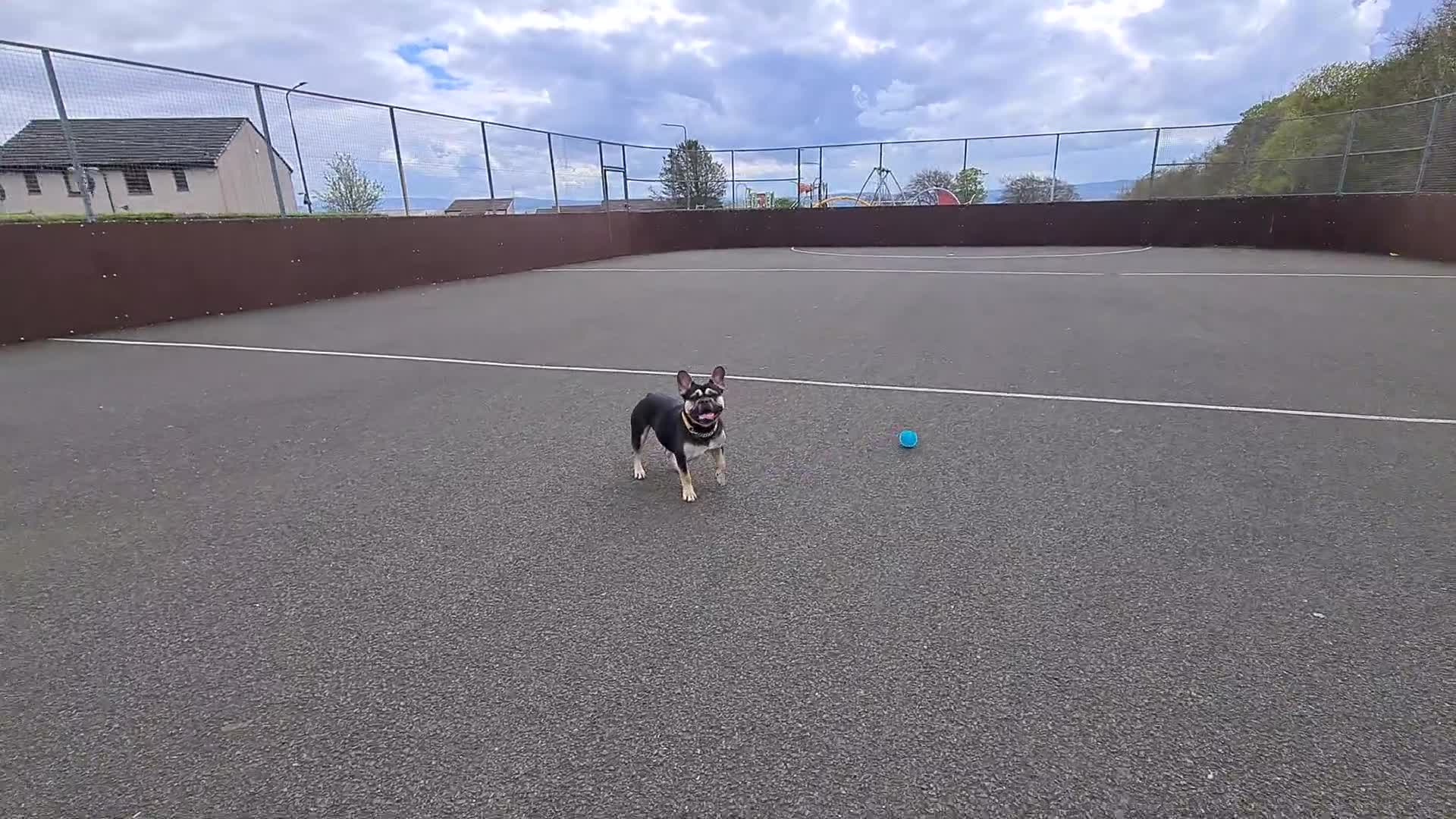 French Bulldog dogs for sale: French Bull Dog Free To Good Home - Video 2
