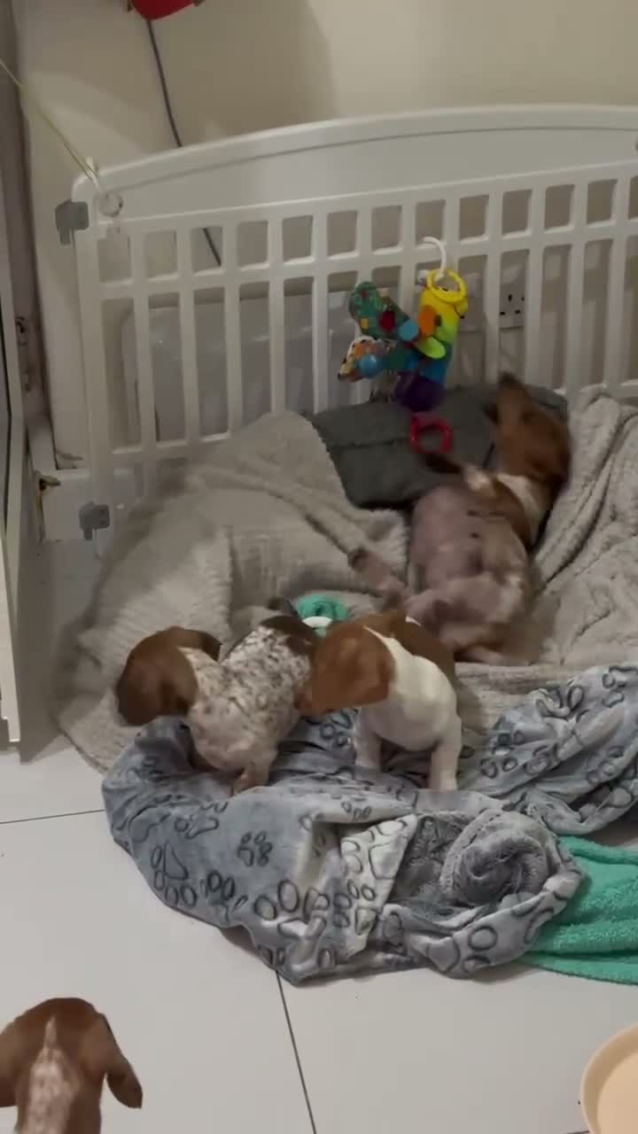 Miniature Dachshund dogs for sale: Pure Russian Piebald Miniature Smooth Dachshunds  - Video 2
