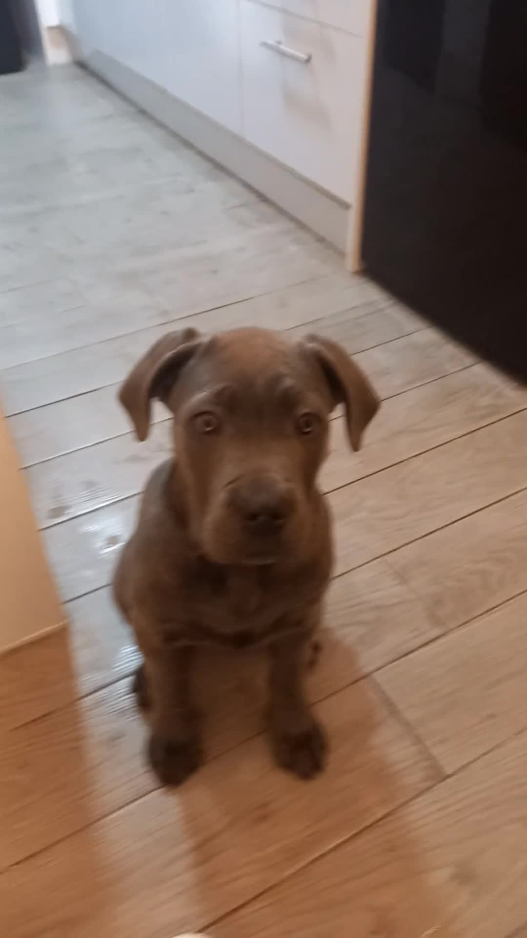 Cane Corso dogs for sale: ANNOUNCEMENT ONLY UK LITTER DEL DYRIUM LINES  🖤  - Video 3