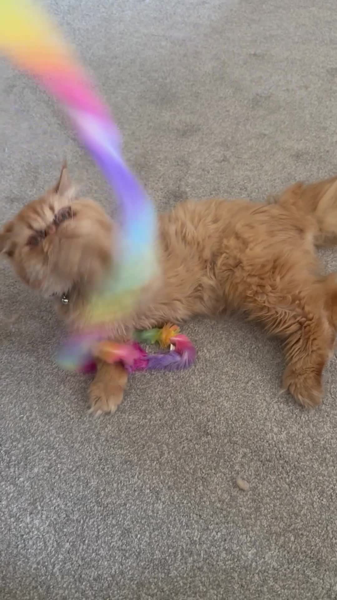 Persian cats for sale: 1 year old Persian (Reggie) - Video 1