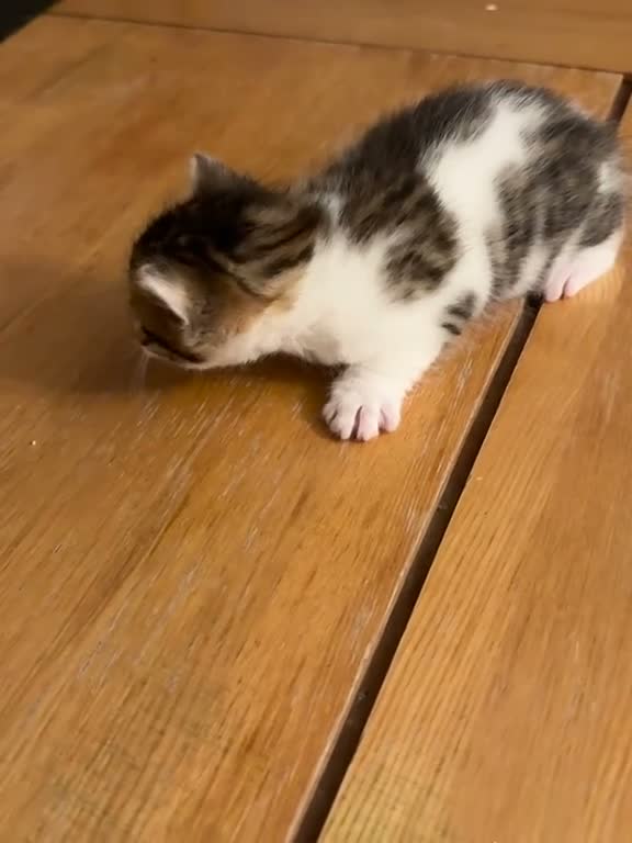 Mixed Breed cats for sale: 🐾 3 Beautiful Bengal Mix Kittens - Video 3