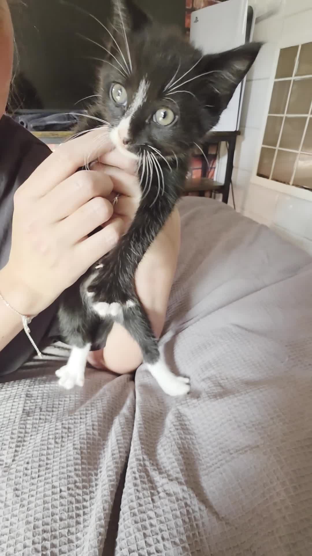 Mixed Breed cats for sale: Male kitten in Southampton - Video 1