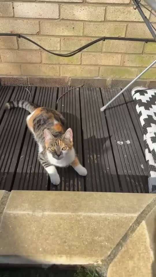 Mixed Breed cats for sale: Beautiful natured cat for rehome - Video 1