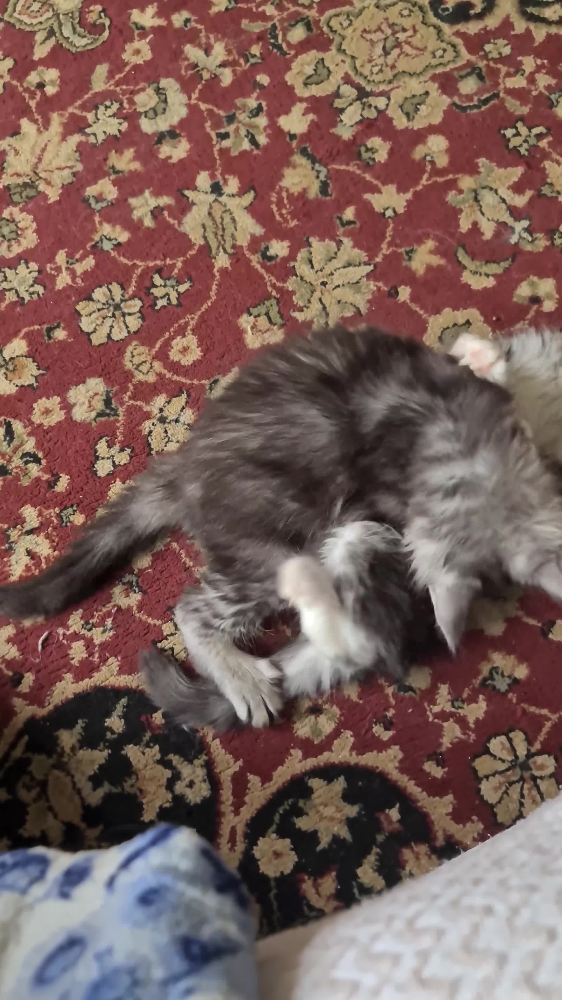 Maine Coon cats for sale: 2 MaineCoon boys - Video 2