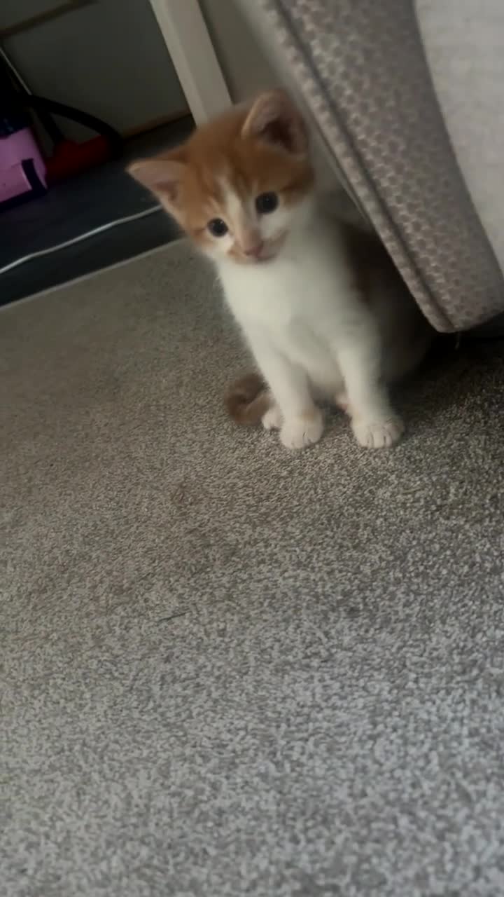 Mixed Breed cats for sale: 1 ginger boy left  - Video 1