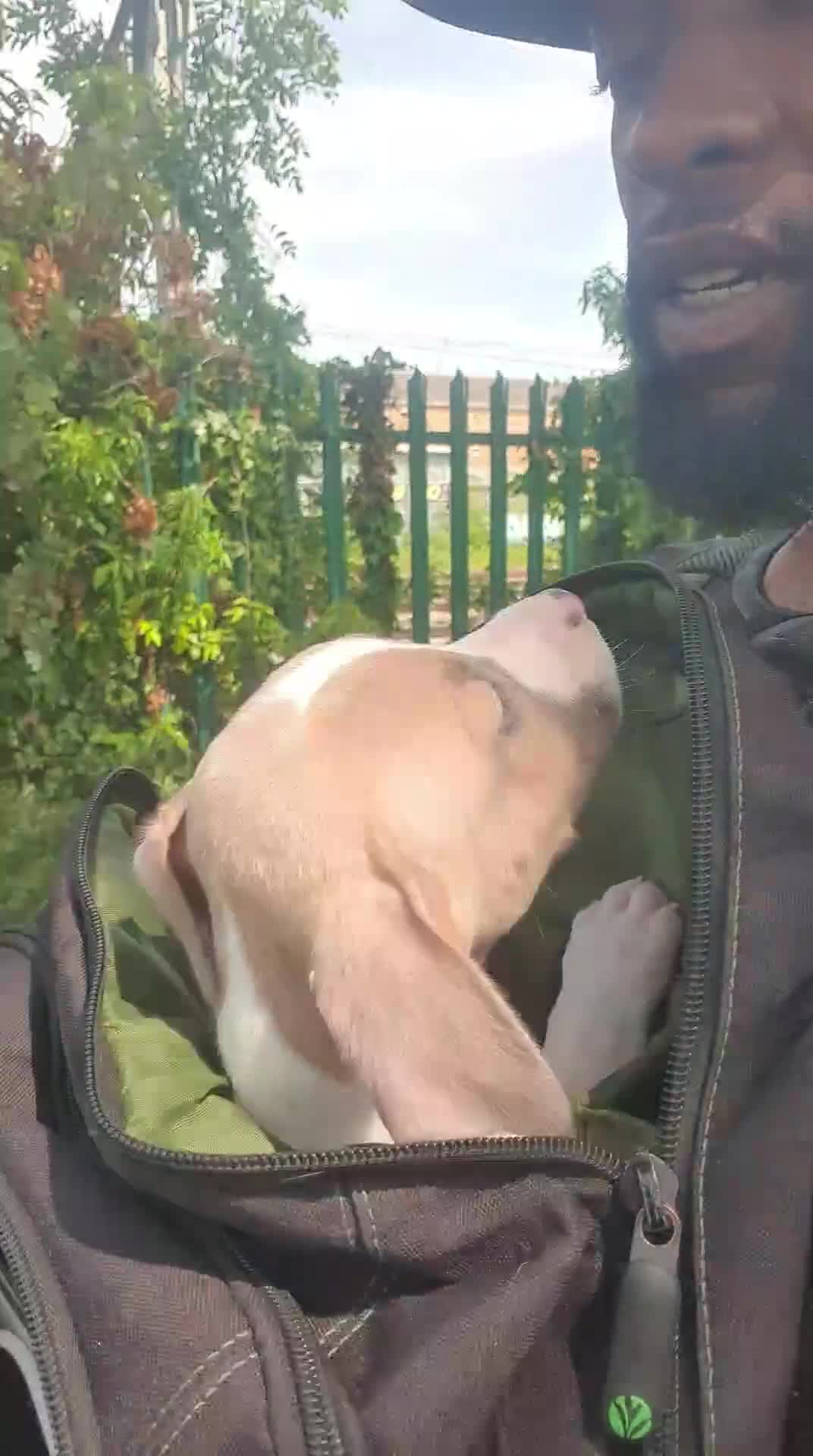 Mixed Breed dogs for sale: Bullbermans Looking for something different???  in Slough - Video 3
