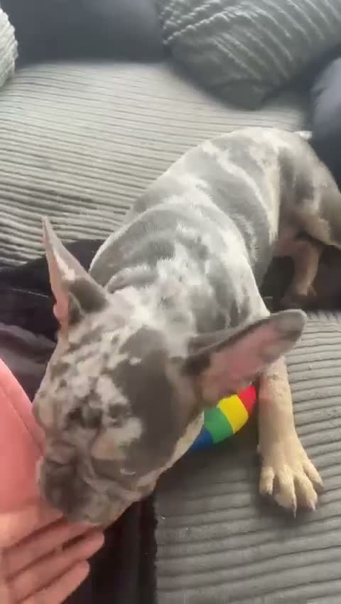 French Bulldog dogs for sale: Loving Home Wanted – 4 yr old Female Frenchie - Video 1