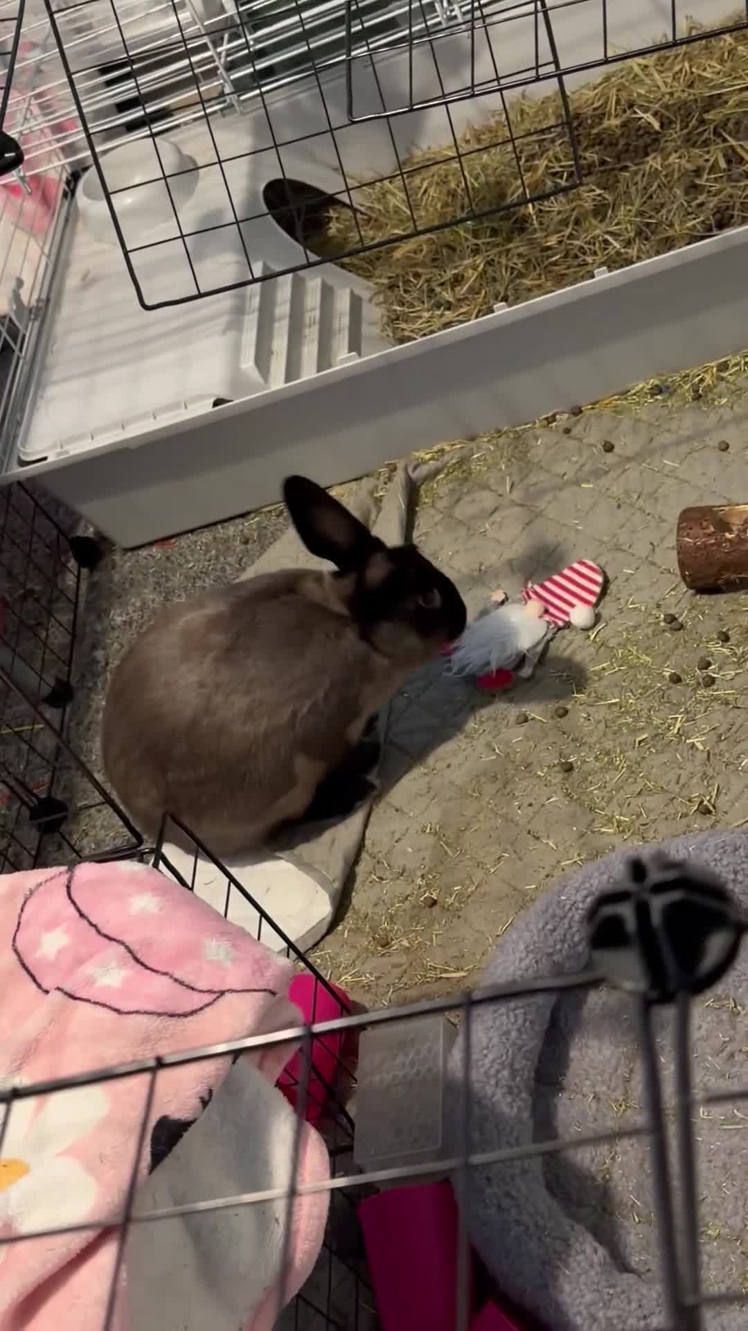 Mixed Breed rabbits for sale: Rabbit for sale  in Bedford - Video 1