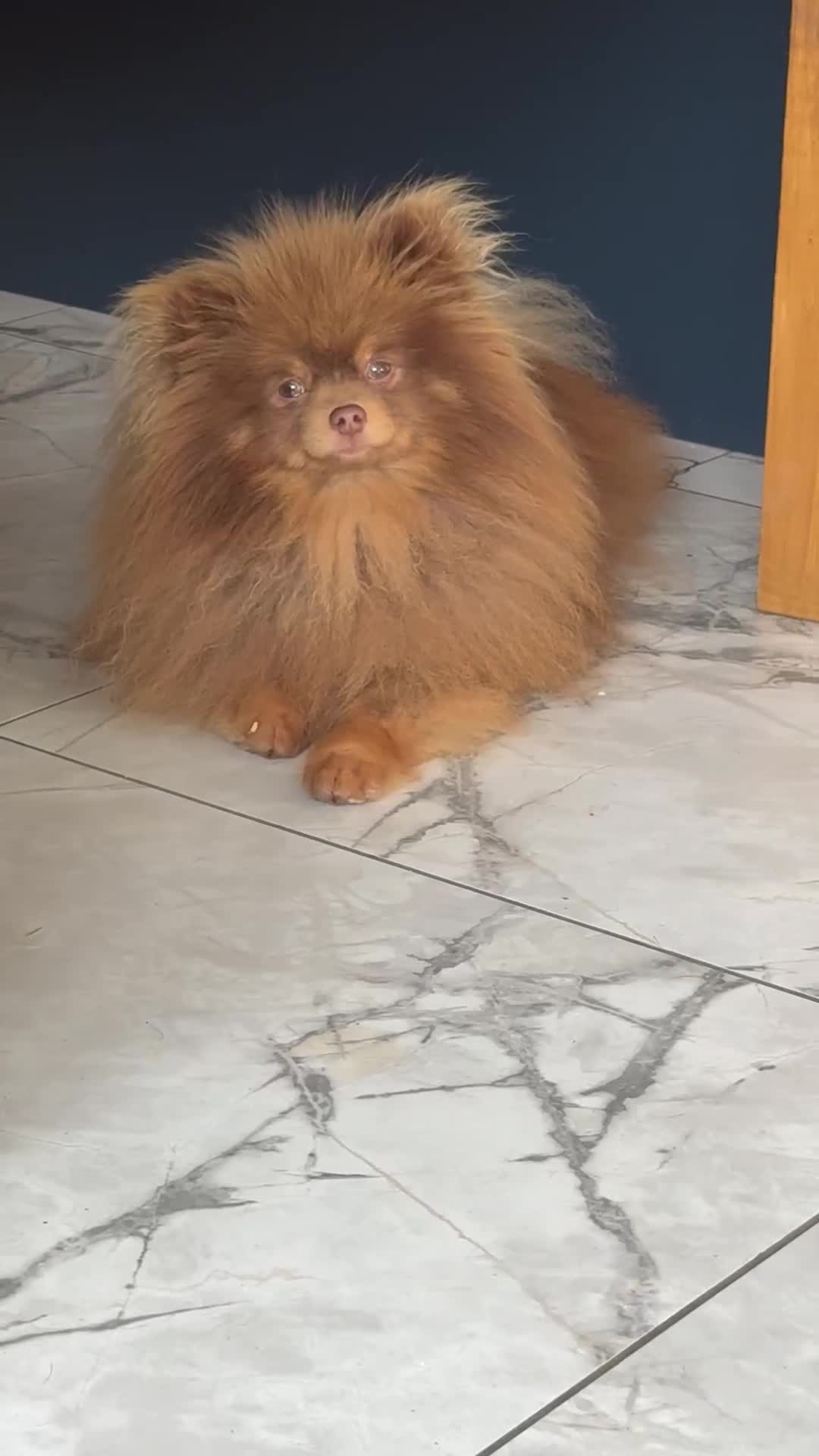 Pomeranian dogs for stud: Outstanding Choc Tan Boy kc 🔥 in Pontefract - Video 1