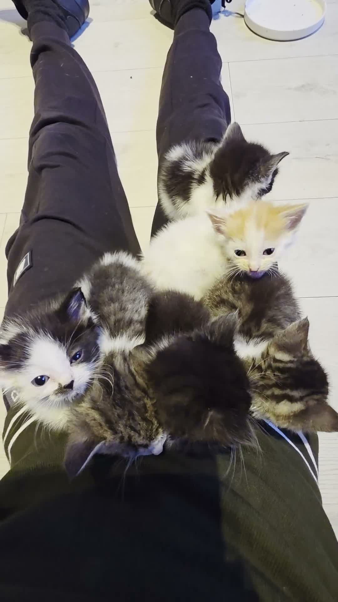 Mixed Breed cats for sale: Beautiful kittens for sale  - Video 4