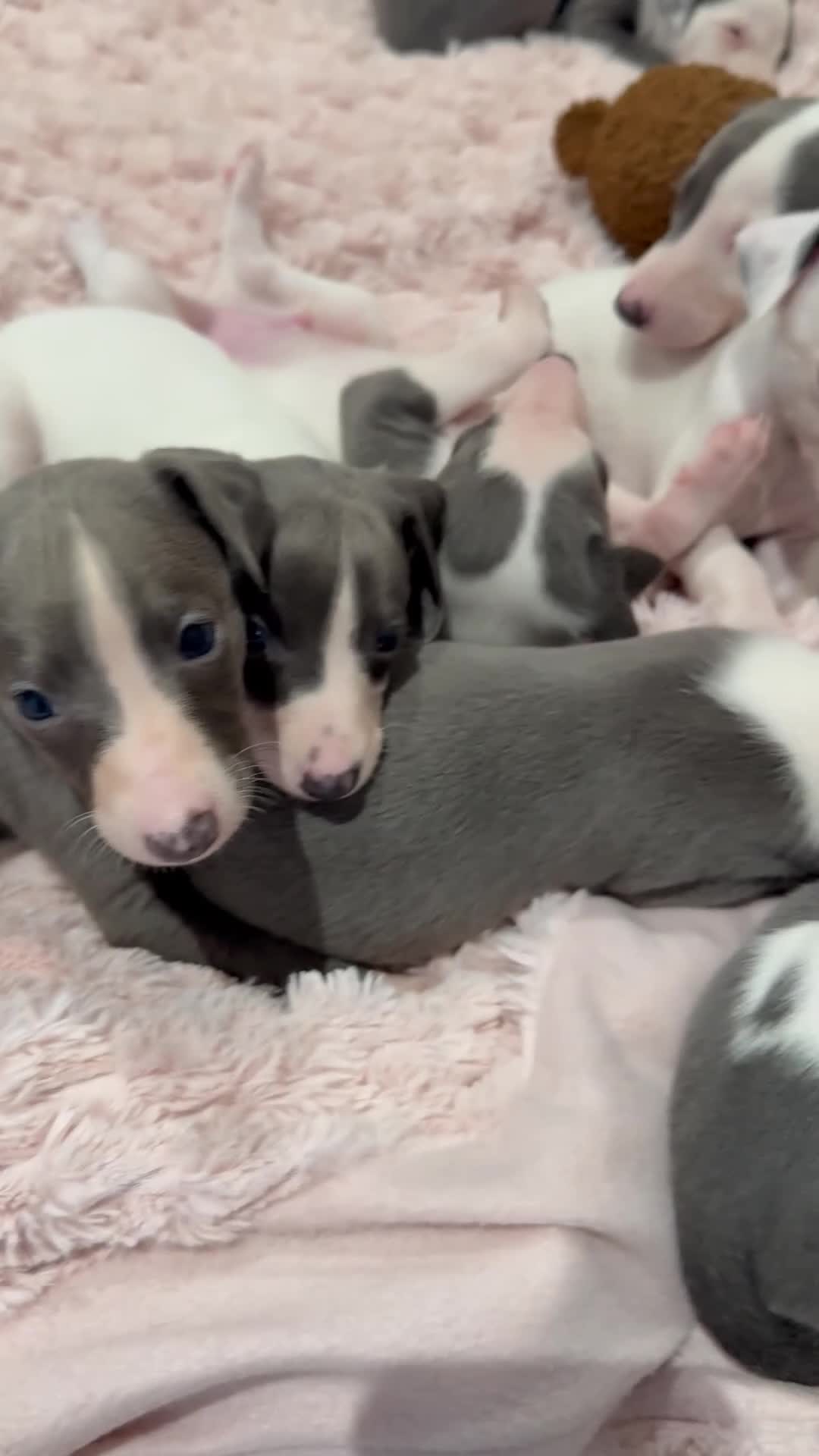 Whippet dogs for sale: KC registered Whippet puppies  - Video 1