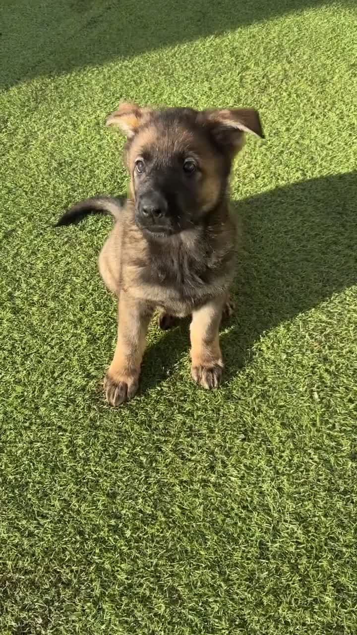 German Shepherd dogs for sale: 1 beautiful female German shepher kc reg working - Video 2