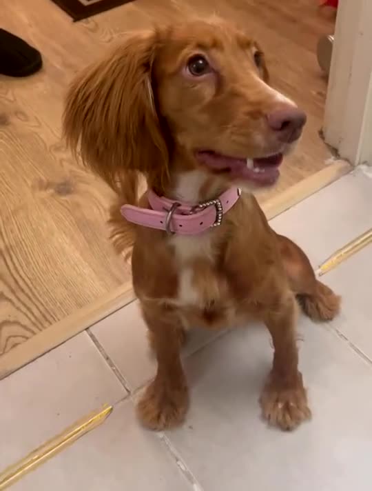Cocker Spaniel dogs for sale: 8 month old puppy called summer ☀️ - Video 1