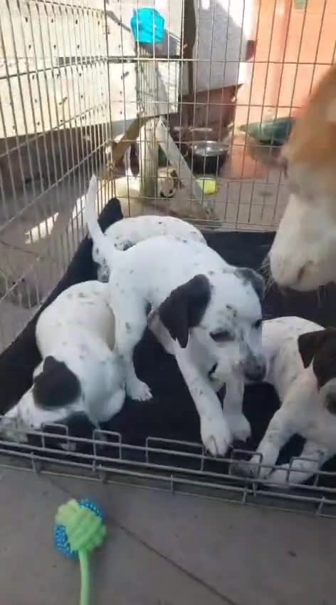 Mixed Breed dogs for sale: Lurcher cross Dalmatian pups born 7/5/2025 in Brierley Hill - Video 1