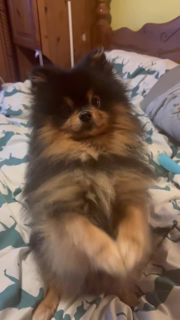 Pomeranian dogs for sale: Pomeranian Male - Video 2