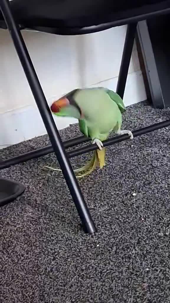 Parakeets birds for sale: Alexandrine boy . And large cage  - Video 3
