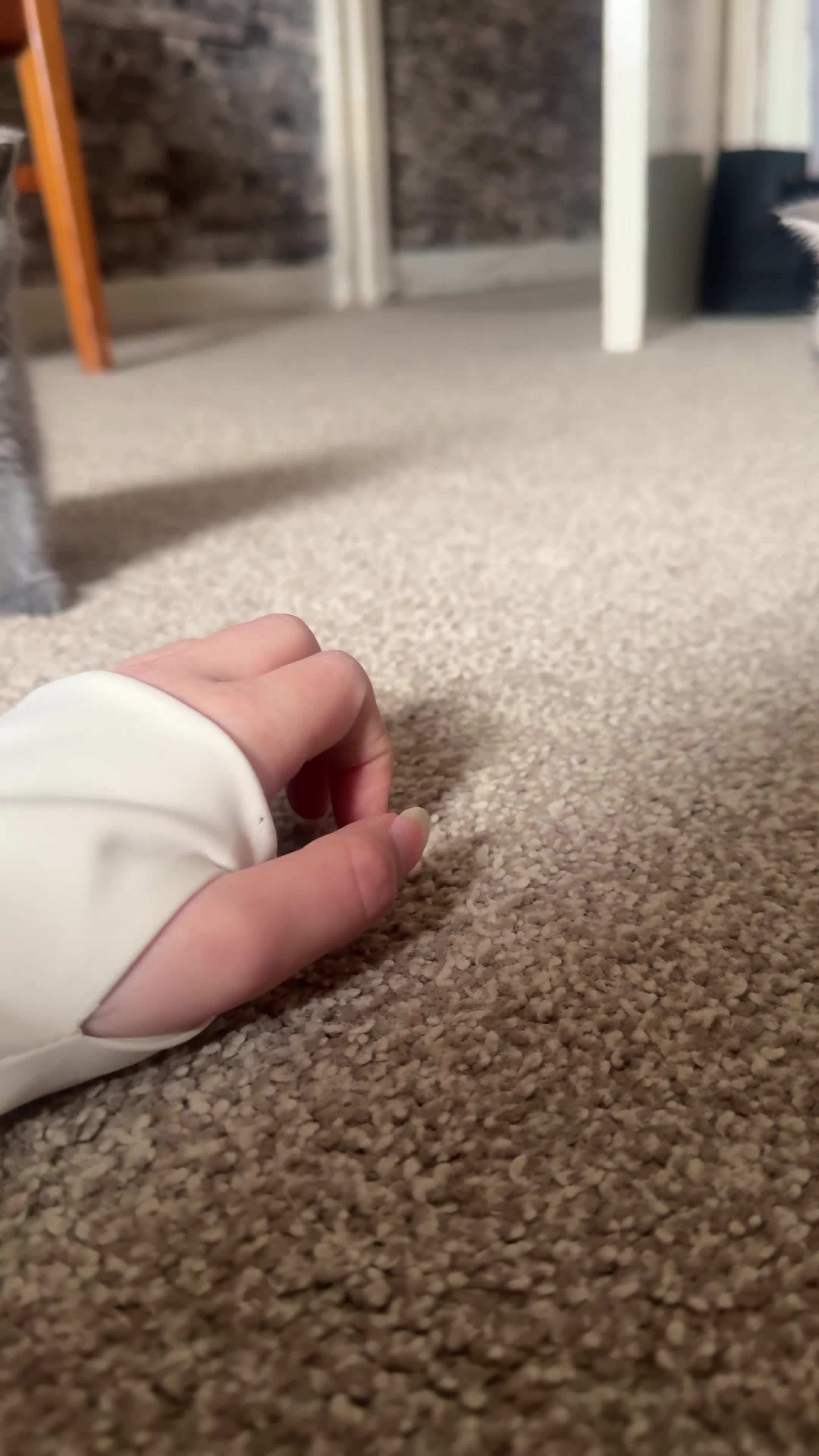 British Shorthair cats for sale: Kitten British shorthair  - Video 2