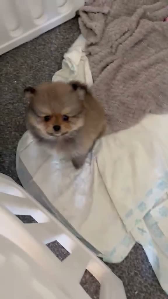 Pomeranian dogs for sale: Minature teddy Poms  - Video 2
