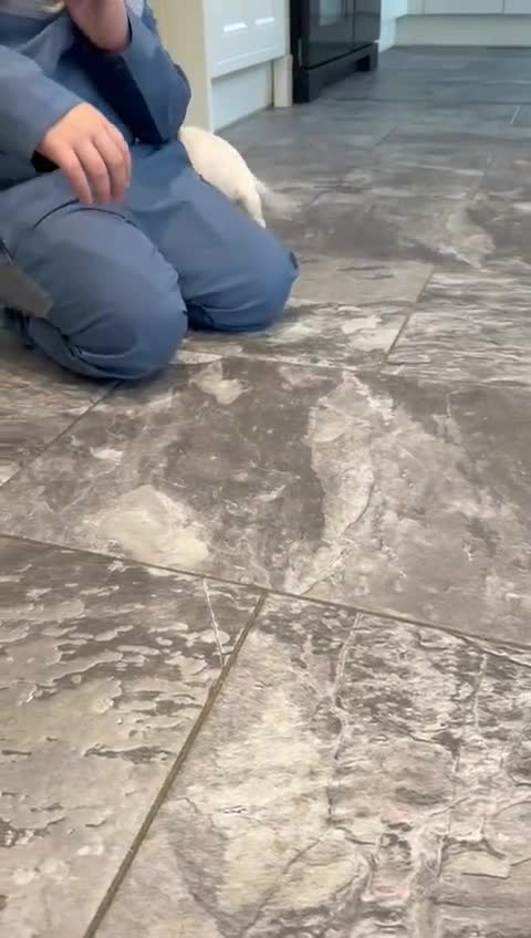 Cocker Spaniel dogs for sale: Beautiful adorable show type cocker spaniels - Video 5